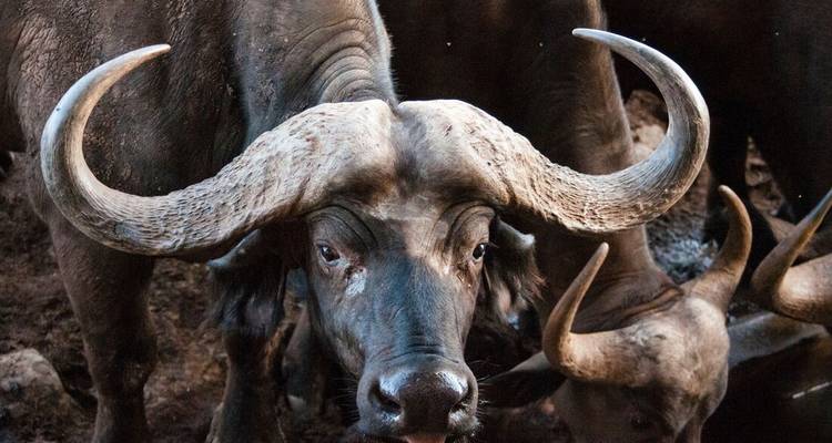 Portrait de buffle africain aux cornes courbes imposantes dans un environnement boueux