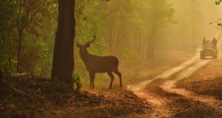 Ein silhouettierter Hirsch steht neben einer Waldstraße, während sich ein Safari-Jeep durch den Staub des Abends nähert.