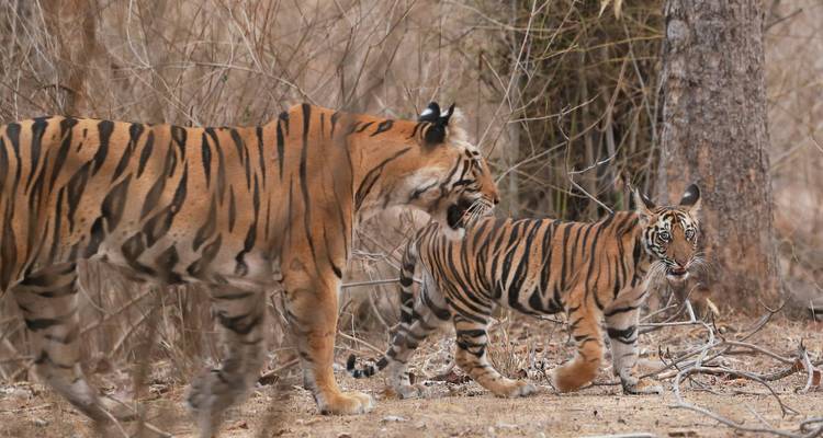 Tiger und verspielte Jungtier gehen Seite an Seite durch trockenes Unterholz und Bäume.