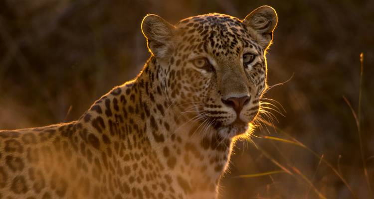 Nahaufnahmeporträt eines Leoparden in warmes Gegenlicht getaucht vor unscharfem natürlichem Hintergrund.