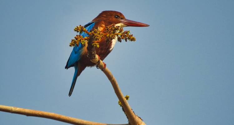 Ein hell gefärbter Eisvogel sitzt auf einem schlanken Ast vor klarem blauem Himmel.