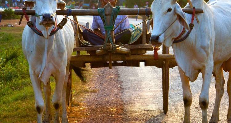 Carreta de bueyes tradicional con un conductor sentado entre dos animales de color blanco en un camino rural a la hora dorada.