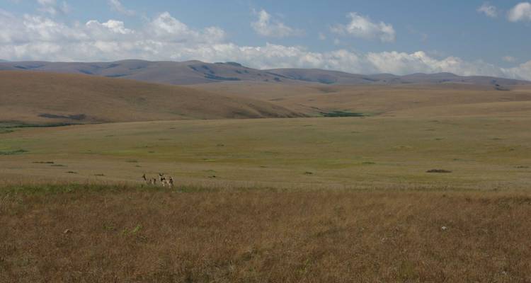 Vaste plaine de prairie dorée s'étendant vers des collines ondulantes lointaines sous un ciel légèrement nuageux.