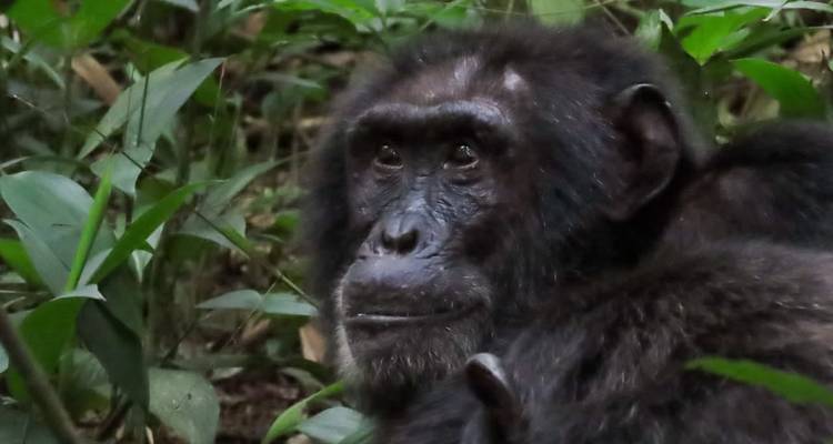 Cara de chimpancé enmarcada por la vegetación verde de la selva.