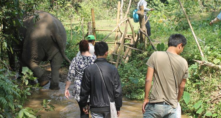 Los viajeros siguen a un elefante por un arroyo estrecho rodeado de vegetación exuberante.