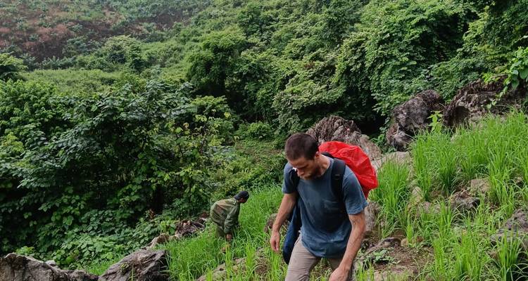 Los excursionistas suben por una ladera empinada de terrazas de arroz jóvenes con un bosque denso más allá.