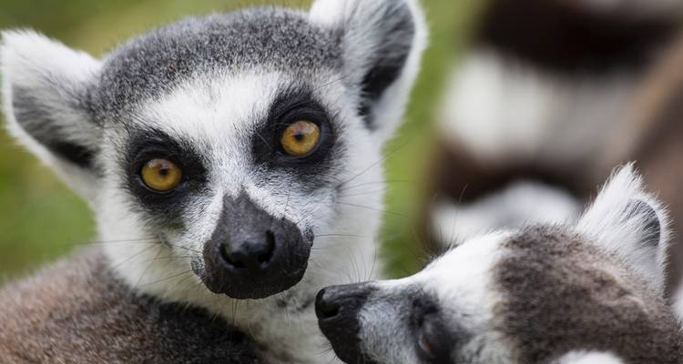 Gros plan d'un lémur catta regardant l'appareil photo, un autre lémur flou à côté de lui.
