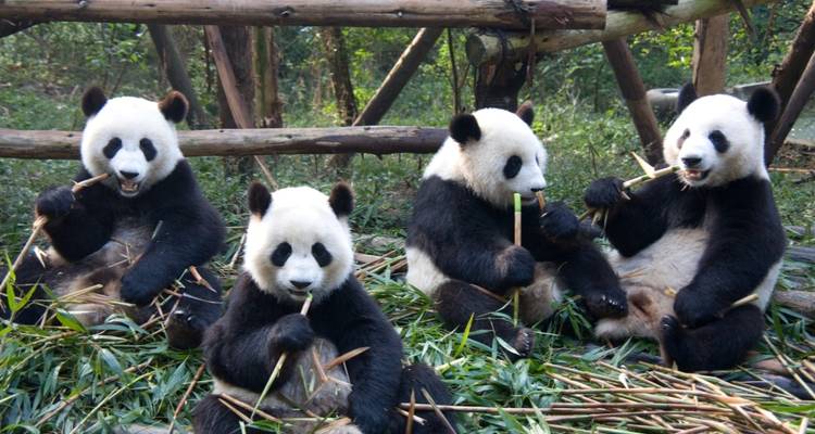 Vier reuzenpanda's zitten samen bamboe scheuten te eten in een weelderig reservaat.