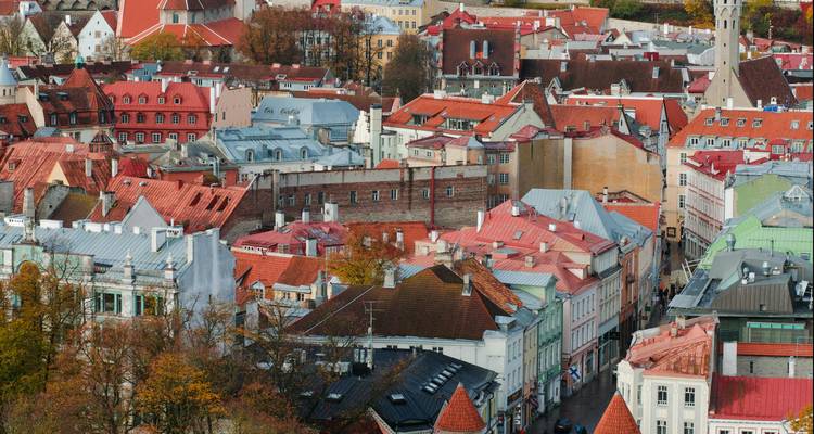 Elevated view over Tallinn Old Town’s colorful red-roofed houses and winding medieval streets in autumn foliage.