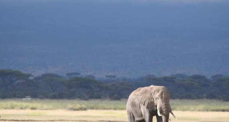 Un elefante solitario camina por la sabana abierta bajo un cielo azul oscuro dramático y acacias lejanas.