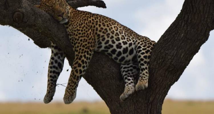 Un leopardo yace dormido en la horquilla de una rama de árbol bien alto sobre la sabana.