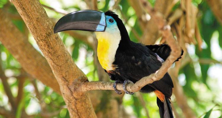 Gros plan d'un toucan coloré perché sur une branche d'arbre dans la jungle.