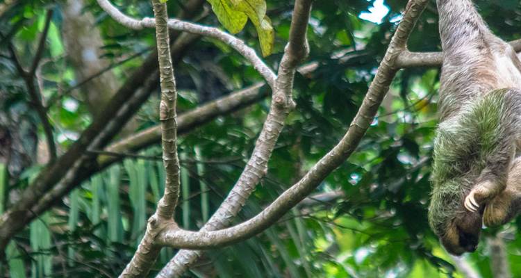 Vue partielle et floue d'un paresseux suspendu parmi des branches denses.
