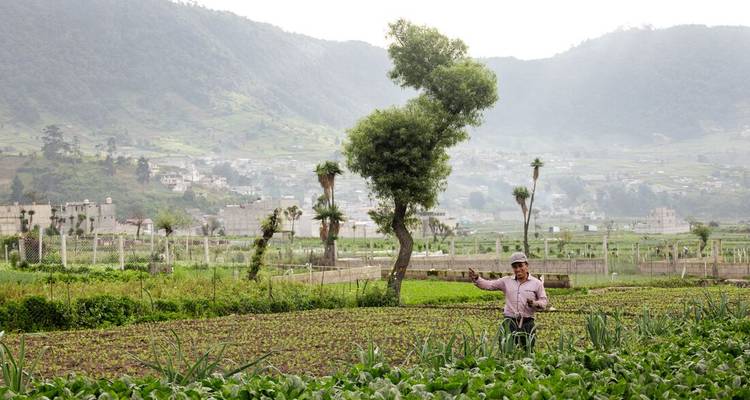 L'agriculteur gesticule avec fierté devant des champs de légumes verdoyants avec des montagnes brumeuses en arrière-plan.