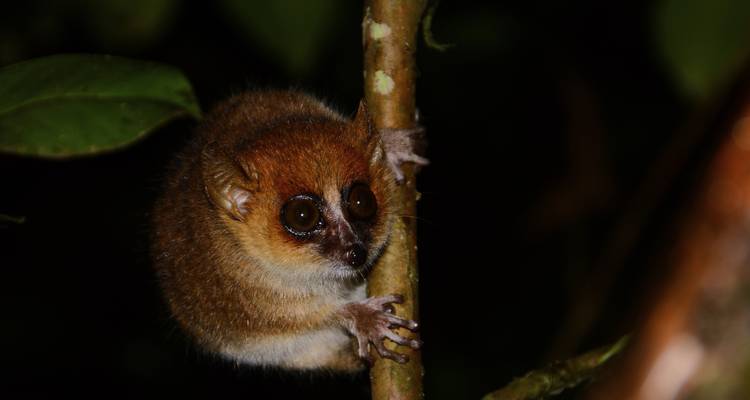 Un diminuto lémur ratón nocturno agarrado a una rama contra un fondo oscuro de la jungla.