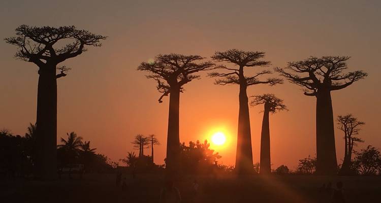 Árboles baobab recortados contra un cielo de atardecer naranja brillante, alineados a lo largo de un camino de tierra.