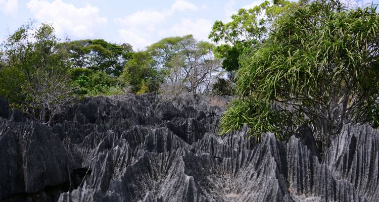 Las afiladas agujas de piedra caliza gris de la formación Tsingy se elevan bajo árboles dispersos.