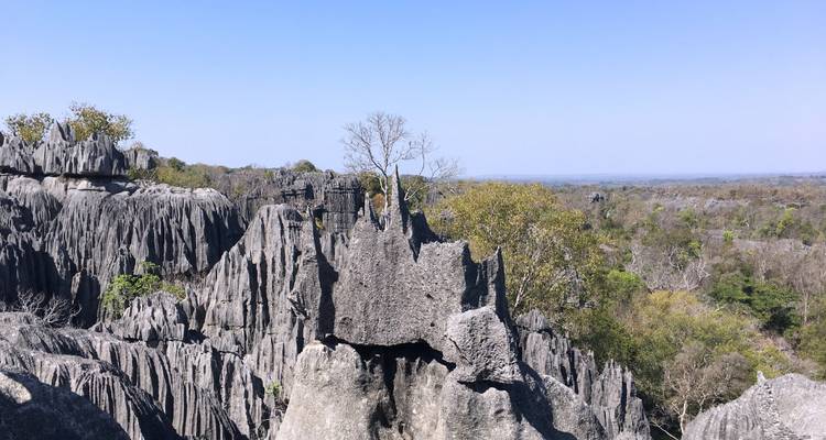 Vista amplia sobre los acantilados grises y dentados de Tsingy con bosque distante y cielo despejado.