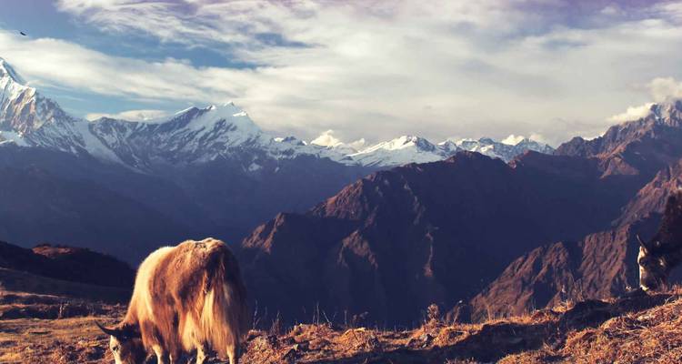 Las cabras pastan en una cresta alpina con la majestuosa cadena montañosa del Annapurna cubierta de nieve de fondo.