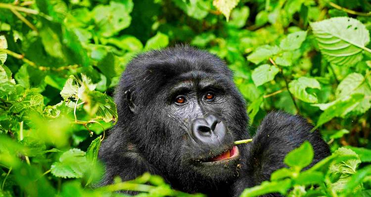 Close portrait of a gorilla chewing on foliage amid vibrant green leaves.