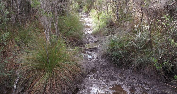 Schlammiger, wassergetränkter Waldweg in Tasmanien, gesäumt von hohen Grasbüscheln.