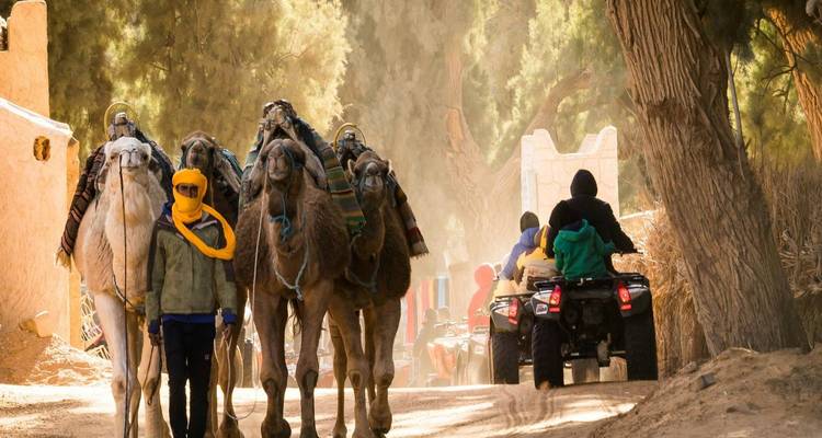 Caravane de chameaux menée par un guide croisant des motocyclistes en quad sur un sentier poussiéreux bordé de grands arbres.
