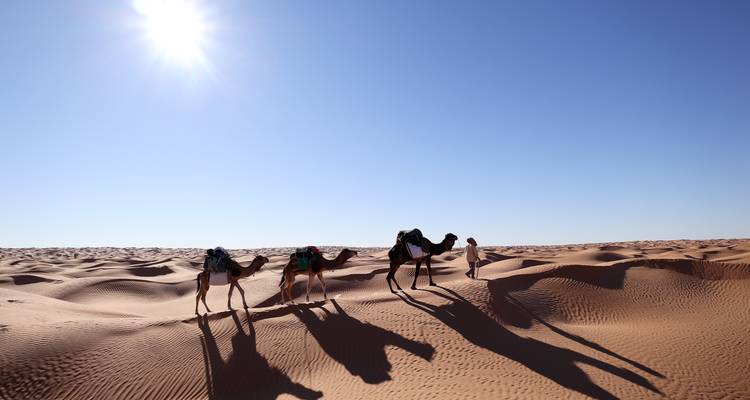 Caravane de chameaux projetant de longues ombres sur les dunes dorées du Sahara sous un soleil brillant.