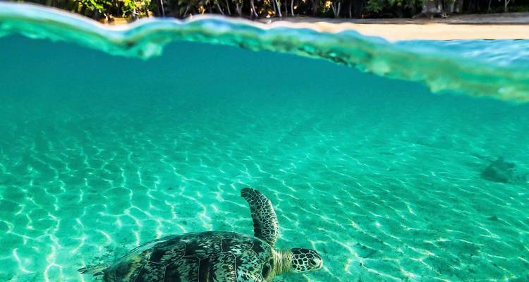 Under-over view of clear turquoise lagoon with a sea turtle swimming near sandy bottom and tropical shore beyond.