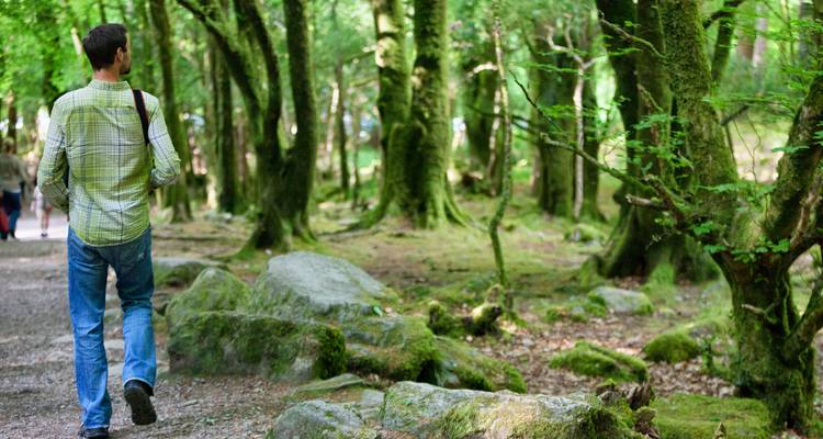 Un homme se promène le long d'un sentier forestier recouvert de mousse, entouré d'arbres verts luxuriants à Killarney.
