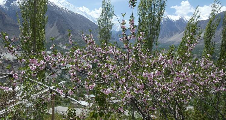 Paysage de vallée avec des arbres en fleurs, de grands peupliers et des pics enneigés imposants en arrière-plan