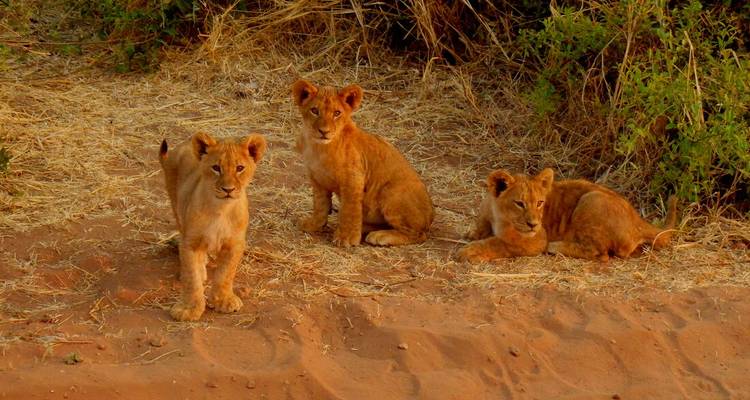 Trois jeunes lionceaux joueurs se reposent et observent avec curiosité depuis le sol sablonneux sous les arbustes.