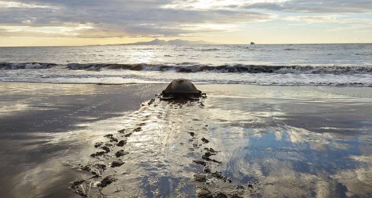 Una gran tortuga marina regresa al océano cruzando la arena mojada y reluciente mientras el sol se pone sobre las islas lejanas.