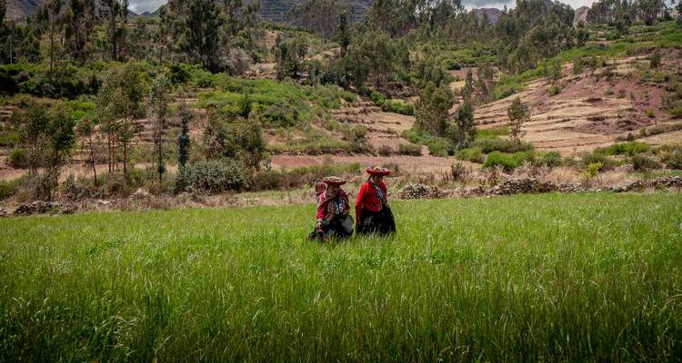 Twee vrouwen in traditionele kledij die door een hoog groen gewassenveldje in het Andese platteland lopen