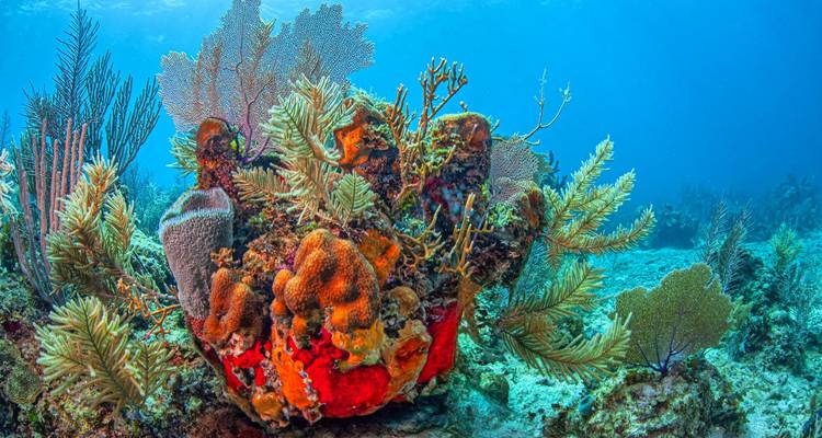 Formation de corail aux couleurs vives avec des éponges et des gorgones sur un fond de récif limpide.