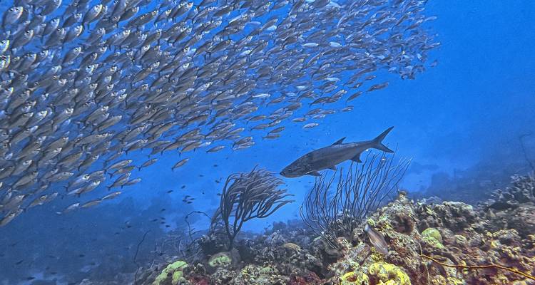 Un grand banc de poissons tourbillonnant au-dessus du récif avec un poisson prédateur solitaire naviguant en dessous.