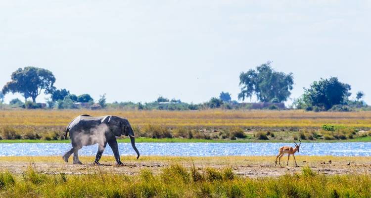 Einzelner Elefant, der in der Nähe eines Flusses Staub aufwirbelt, während eine Antilope in der Nähe auf einer grasbewachsenen Ebene steht