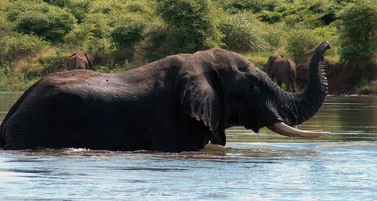 Un grand éléphant traverse une rivière à gué tandis que d'autres éléphants paissent sur la rive opposée.