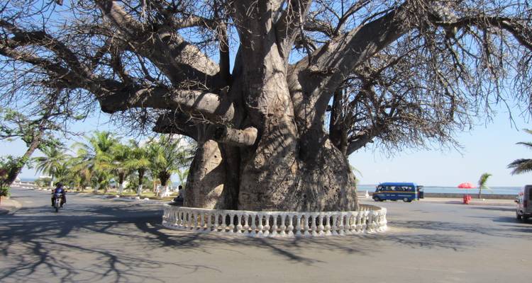 Énorme vieil arbre baobab entouré d'une basse clôture blanche au centre d'un rond-point ensoleillé.