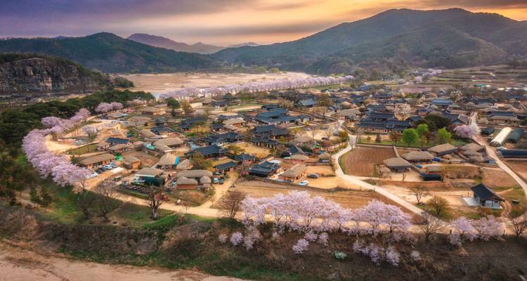 Vue aérienne d'un village coréen traditionnel bordé de cerisiers en fleur au coucher du soleil, entouré de collines ondulantes.