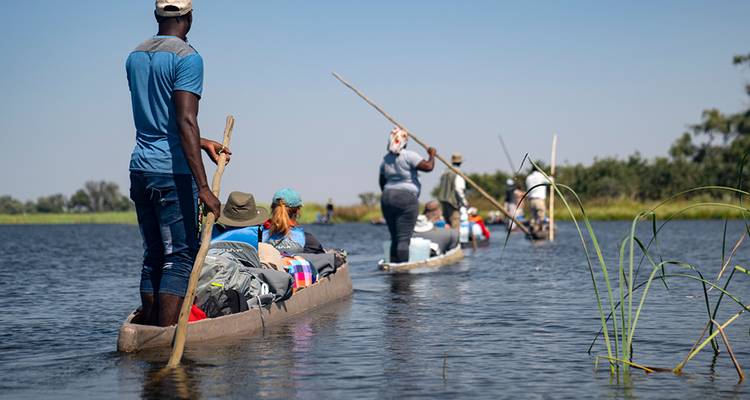 Fila de canoas mokoro con viajeros y remeros se desliza suavemente por las tranquilas aguas del delta entre los juncos