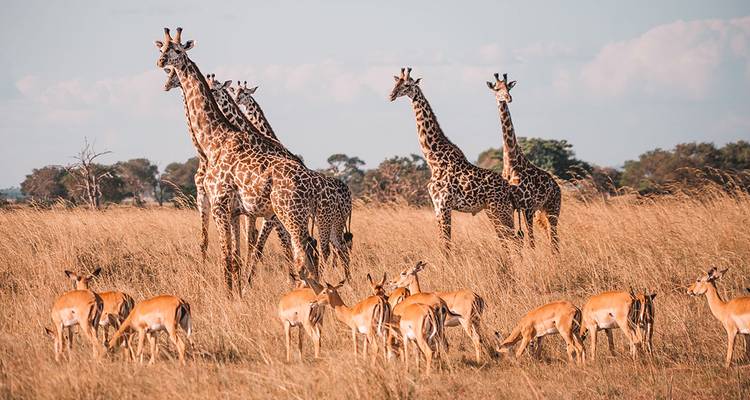 Jirafas majestuosas y un rebaño de impalas de pie en la sabana dorada