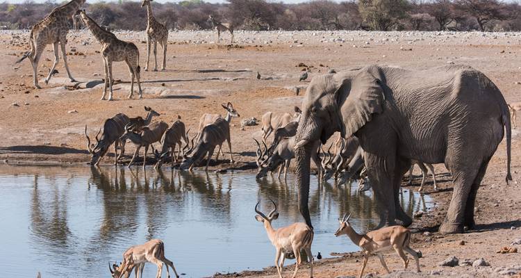 Un elefante bebe en un abrevadero mientras jirafas y antílopes se reúnen cerca en la llanura polvorienta