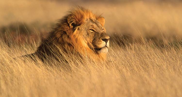 Un león macho descansa en el pasto dorado y alto bañado por la cálida luz del atardecer