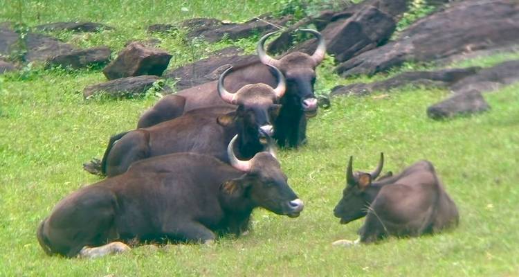 Group of Indian gaurs resting on green grassland with rocky outcrops