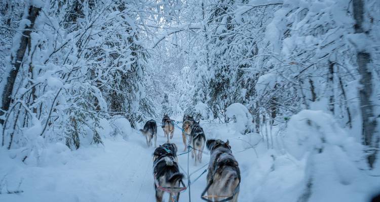 Vue depuis un traîneau à chiens alors que les huskies se précipitent sur un sentier forestier chargé de neige.
