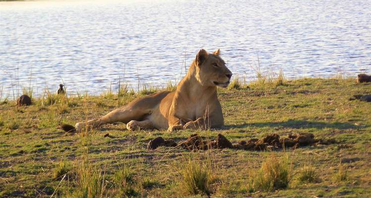 A lioness rests alertly on grassy riverbank with shimmering water behind.