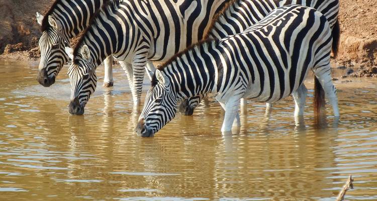 Three zebras drink from a muddy waterhole creating ripples under bright light.