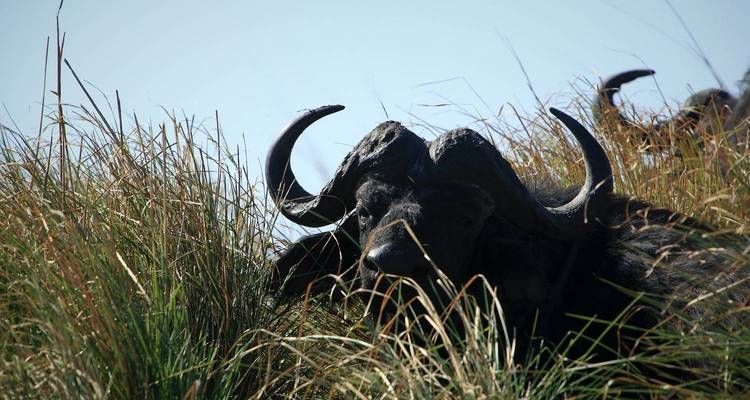 Cape buffalo with heavy curved horns rests camouflaged in tall golden grass.
