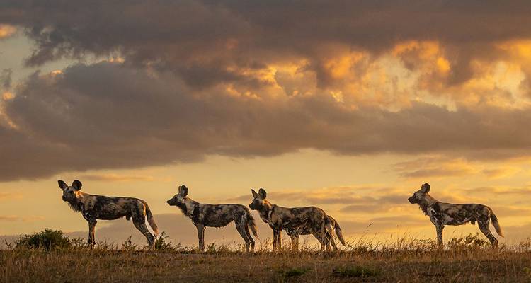 Cuatro perros salvajes africanos trotan en fila india cruzando praderas doradas bajo un cielo de atardecer espectacular.