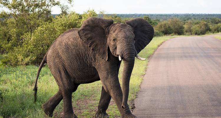 Un grand éléphant africain traversant calmement une route en asphalte bordée de buissons verts.